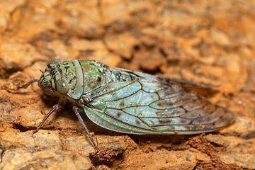 Image showing Yanga heathi, Cicada Tsingy de Bemaraha, Madagascar wildlife