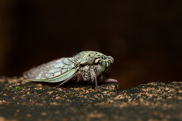 Image showing Yanga heathi, Cicada Tsingy de Bemaraha, Madagascar wildlife