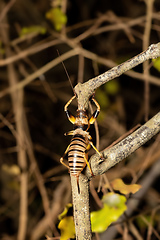 Image showing Colossopus grandidieri, endemic nocturnal bush cricket. Kivalo, Madagascar wildlife