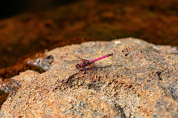 Image showing Crimson dropwing, Trithemis selika, dragonfly, Andringitra National Park, Madagascar wildlife