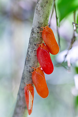 Image showing Flatida rosea, Phromnia rosea, the flower-spike bug, Madagascar wildlife