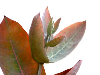 Image showing Eucalyptus - Silver Drop