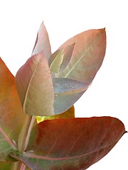 Image showing Eucalyptus - Silver Drop