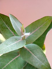 Image showing Eucalyptus - Silver Drop