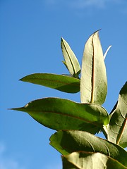 Image showing Eucalyptus - Silver Drop