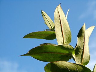 Image showing Eucalyptus - Silver Drop