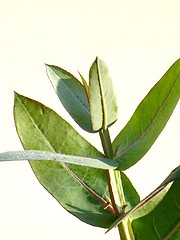 Image showing Eucalyptus - Silver Drop