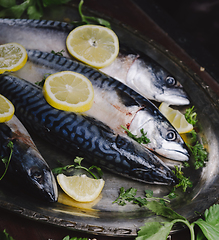 Image showing Mackerels on silver plate