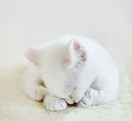 Image showing White cat