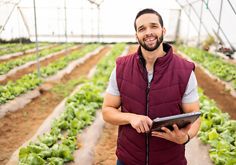 Image showing Farmer, agriculture and man with tablet in greenhouse, research and check product with harvest portrait and fresh vegetables. Farm, farming and technology, sustainable lifestyle and organic lettuce.