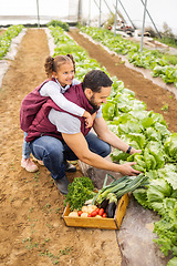 Image showing Farming, agriculture and father with child in greenhouse picking vegetables together on farm. Family, love and young girl helping dad with sustainable farming, harvest and collecting organic lettuce