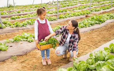 Image showing Food, agriculture and mother with girl on farm for health, sustainability and environment. Help, learning and garden with mom and child farmer with box of lettuce for family, summer and plant growth