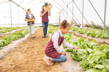 Image showing Child, vegetables in garden and greenhouse farm learning about organic agriculture, sustainable farming and food in nature with farmer family. Harvest of lettuce, healthy crop and green agricultural