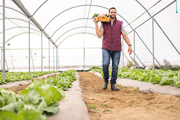 Image showing Farmer, young man and greenhouse for vegetables, carry crate and happy with fresh produce from garden. Agriculture, sustainability farming or organic nutrition food for health or eco friendly harvest