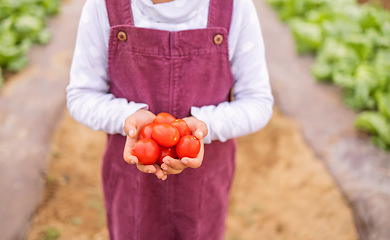 Image showing Tomato in hands, agriculture and farming with vegetables, organic and farm harvest with girl holding product. Sustainability, environment with fresh growth and raw food, soil and sustainable farming.