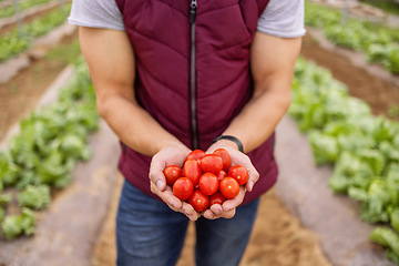 Image showing Farmer, hands with tomato and eco friendly food produce, for organic farming and health. Agriculture, nutrition and natural diet for sustainability, wellness or holding vegetables for harvest growth.