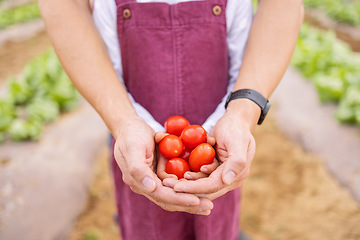 Image showing Farmer, child and hands with tomato for agriculture, environmental and food sustainability education. Learning, healthy and gardener teaching kid organic fruit farming development skills outdoors