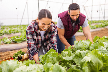 Image showing Farm, agriculture health and food couple for sustainability, growth and teamwork. Plant, garden and environment with man and woman farmer with lettuce vegetable for small business, summer and agro
