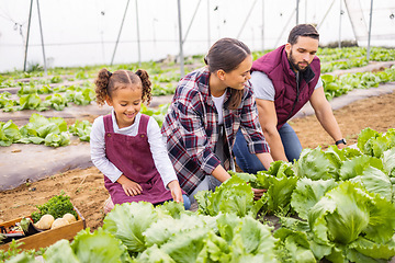 Image showing Agriculture, garden and family harvesting vegetable produce on land in a greenhouse or garden. Ecology, farm and mother with father checking lettuce with their child in a sustainable farming garden