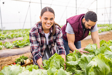 Image showing Couple farming agriculture, greenhouse lettuce and sustainability teamwork together with plants. Happy farmer woman with man, green harvest portrait and natural vegetable growth for nutrition health