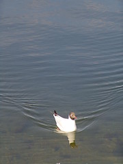 Image showing seagul