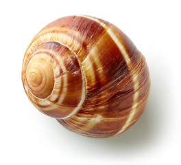 Image showing escargot snail on white background