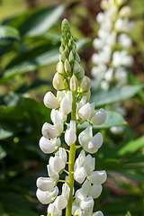 Image showing blooming lupine flower