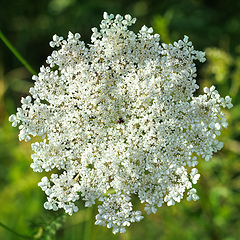 Image showing blooming wild flower