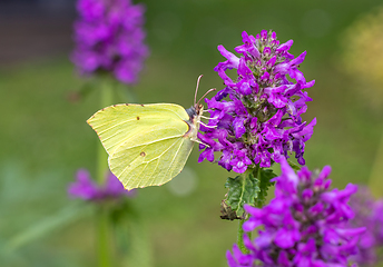 Image showing beautiful butterfly on blooming flower