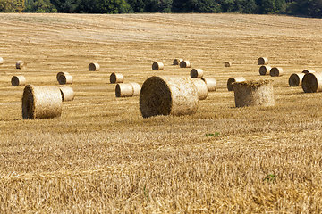 Image showing agricultural field with straw stacks