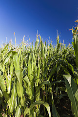 Image showing agricultural field where sweet corn is grown