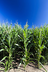 Image showing agricultural field where sweet corn is grown