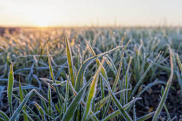 Image showing wheat or rye sown for winter