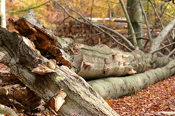 Image showing tree fungus