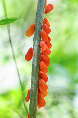 Image showing Flatida rosea, Phromnia rosea, the flower-spike bug, Madagascar wildlife