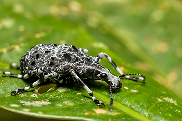 Image showing Fungus weevil, Tophoderes annulatus, Ranomafana National Park, Madagascar wildlife