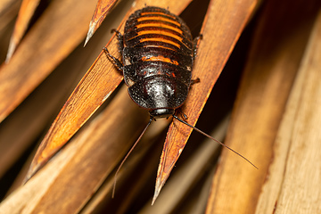 Image showing Madagascar hissing cockroach, Gromphadorhina portentosa, Isalo National Park, Madagascar wildlife