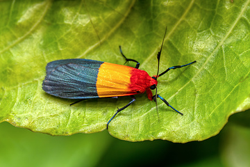 Image showing Isorropus tricolor, moth of the subfamily Arctiinae, Ranomafana National Park. Madagascar wildlife