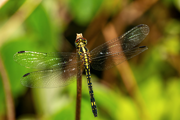 Image showing Neodythemis hildebrandti, dragonfly, Ranomafana national Park, Madagascar wildlife