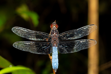 Image showing Azure Skimmer Dragonfly male, Orthetrum azureum, Analamazaotra National Park, Madagascar wildlife