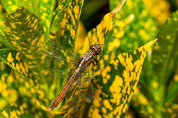 Image showing Azure Skimmer Dragonfly male, Orthetrum azureum, Analamazaotra National Park, Madagascar wildlife