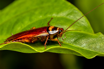 Image showing Australian cockroach (Periplaneta australasiae), Ranomafana national Park, Madagascar wildlife