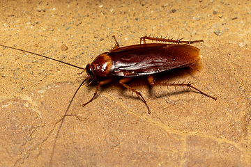 Image showing Brown cockroach (Periplaneta brunnea), Isalo National Park, Madagascar wildlife