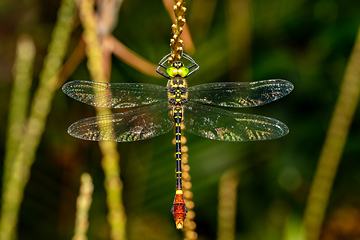 Image showing Phyllomacromia trifasciata, Ranomafana national park, Madagascar wildlife animal