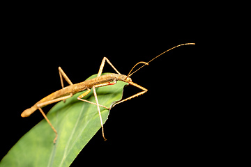 Image showing Pink winged stick insect or Madagascan stick insect, Sipyloidea sipylus, Analamazaotra National Park. Madagascar wildlife