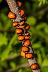 Image showing Plataspid shield bug (Libyaspis coccinelloides), Isalo National Park. Madagascar wildlife