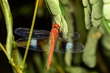 Image showing Coral-tailed cloudwing, Tholymis tillarga, Miandrivazo, Madagascar wildlife animal