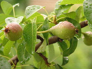 Image showing pears