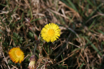 Image showing coltsfoot