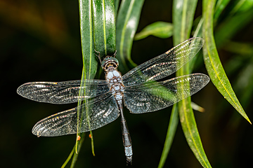 Image showing Zygonyx elisabethae, dragonfly Ranomafana national park, Madagascar wildlife animal